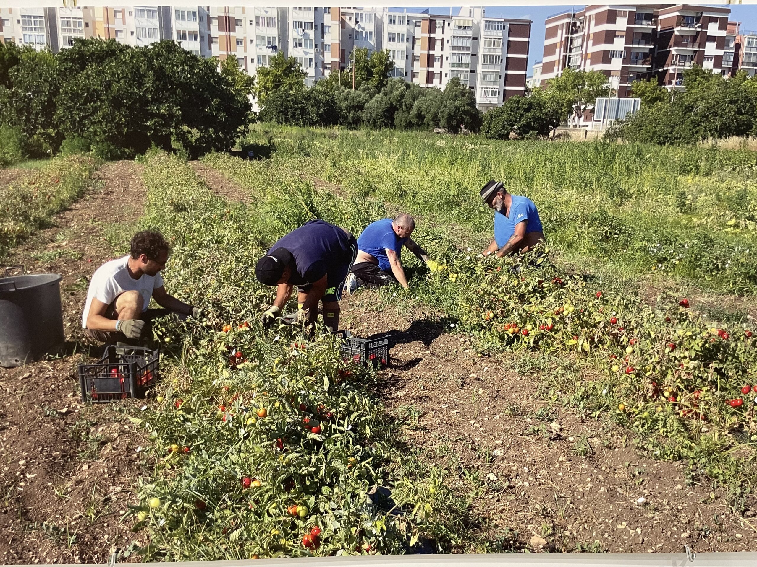 bracciante che raccoglie pomodori